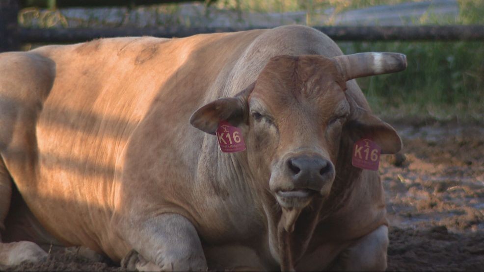 The El Paso Rodeo is wrapping up at the El Paso County Coliseum on Sunday, June 21. (Credit: KFOX14/CBS4)