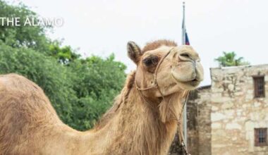 Camels return to the Alamo for early World Camel Day celebration
