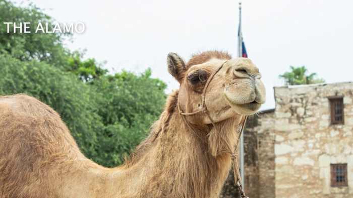 Camels return to the Alamo for early World Camel Day celebration