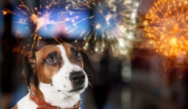 Prioritize Pet Safety During Independence Day Celebrations