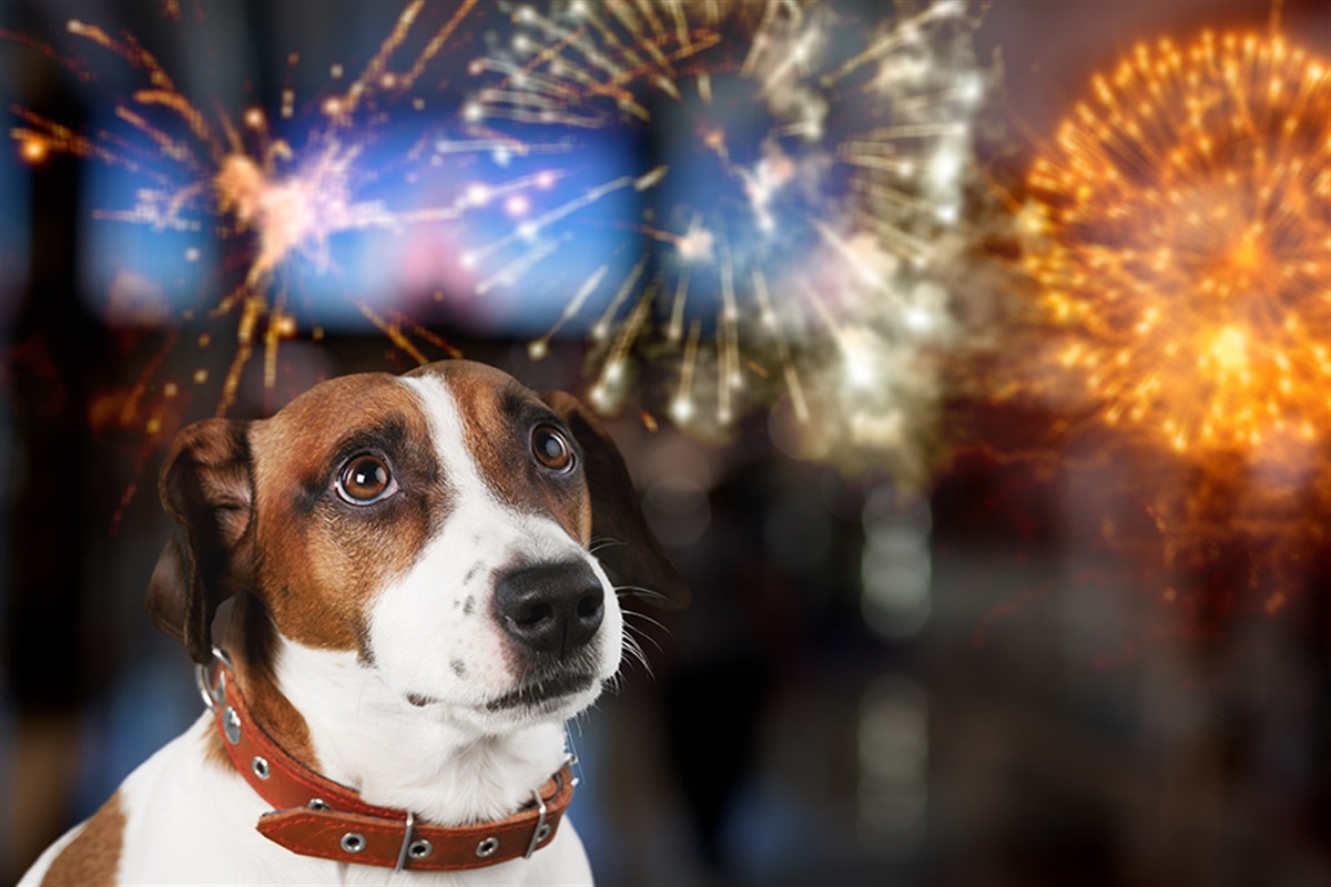 Prioritize Pet Safety During Independence Day Celebrations