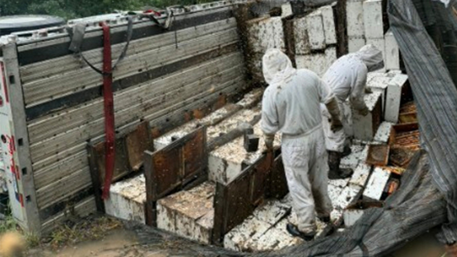 Millions of honeybees escape into rural Texas neighborhood after a semitrailer crash