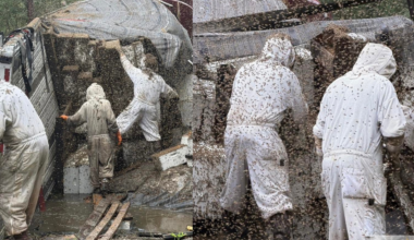 Frantic rescue: Beekeepers rescue millions of bees after truck overturns