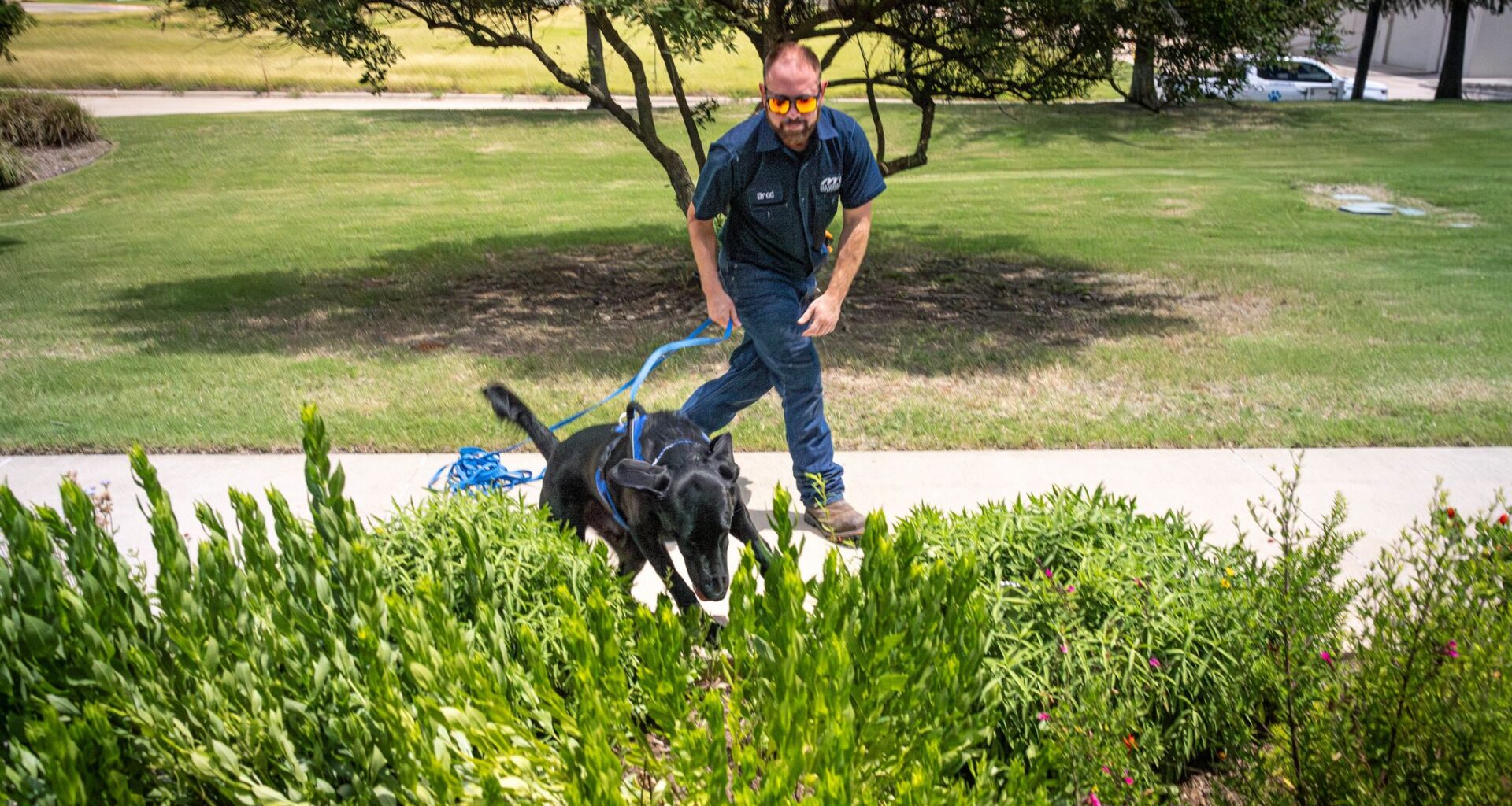 Brad Blan with the Mansfield Water Utilities encourages River, a water leak detection dog, to continue searching for a hidden container of water during a demonstration in Mansfield. River can detect water leaks by sniffing out chlorine.