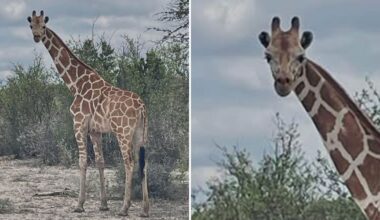 Giraffe escapes Texas ranch | FOX 7 Austin
