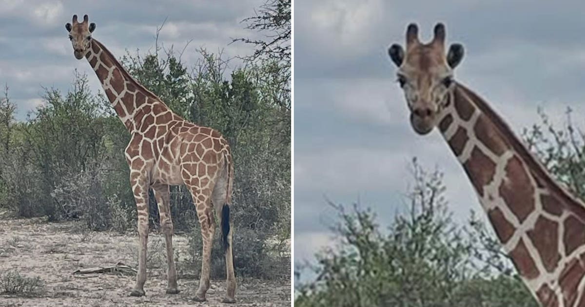 Giraffe escapes Texas ranch | FOX 7 Austin