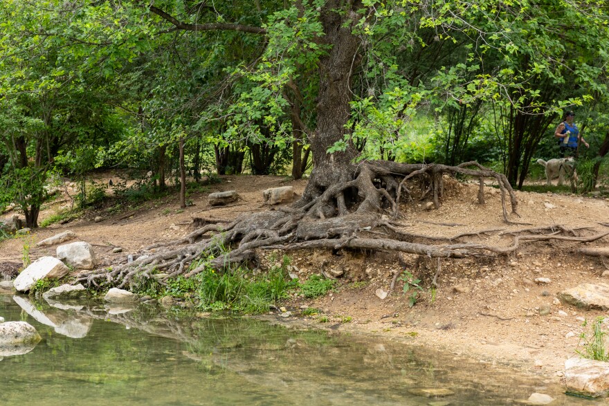 Tree erosion, with roots showing, is pictured beside a body of water.