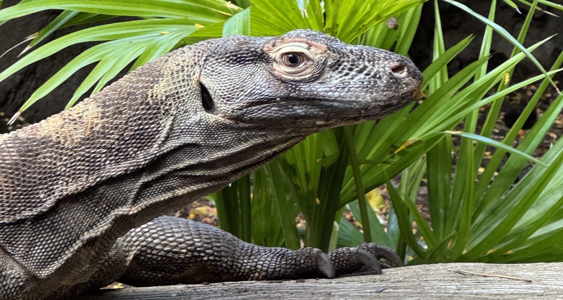 Galveston's Moody Gardens welcomes a giant new resident