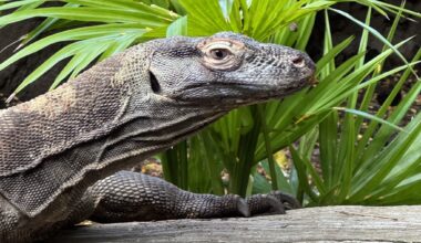 Galveston's Moody Gardens welcomes a giant new resident