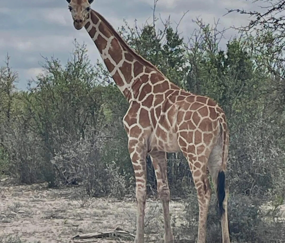 Have you seen Gracie? Officials in Texas search for missing giraffe