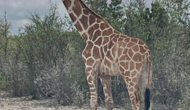 Have you seen Gracie? Officials in Texas search for missing giraffe