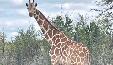 Gracie the giraffe still missing in Texas after key lead falls apart