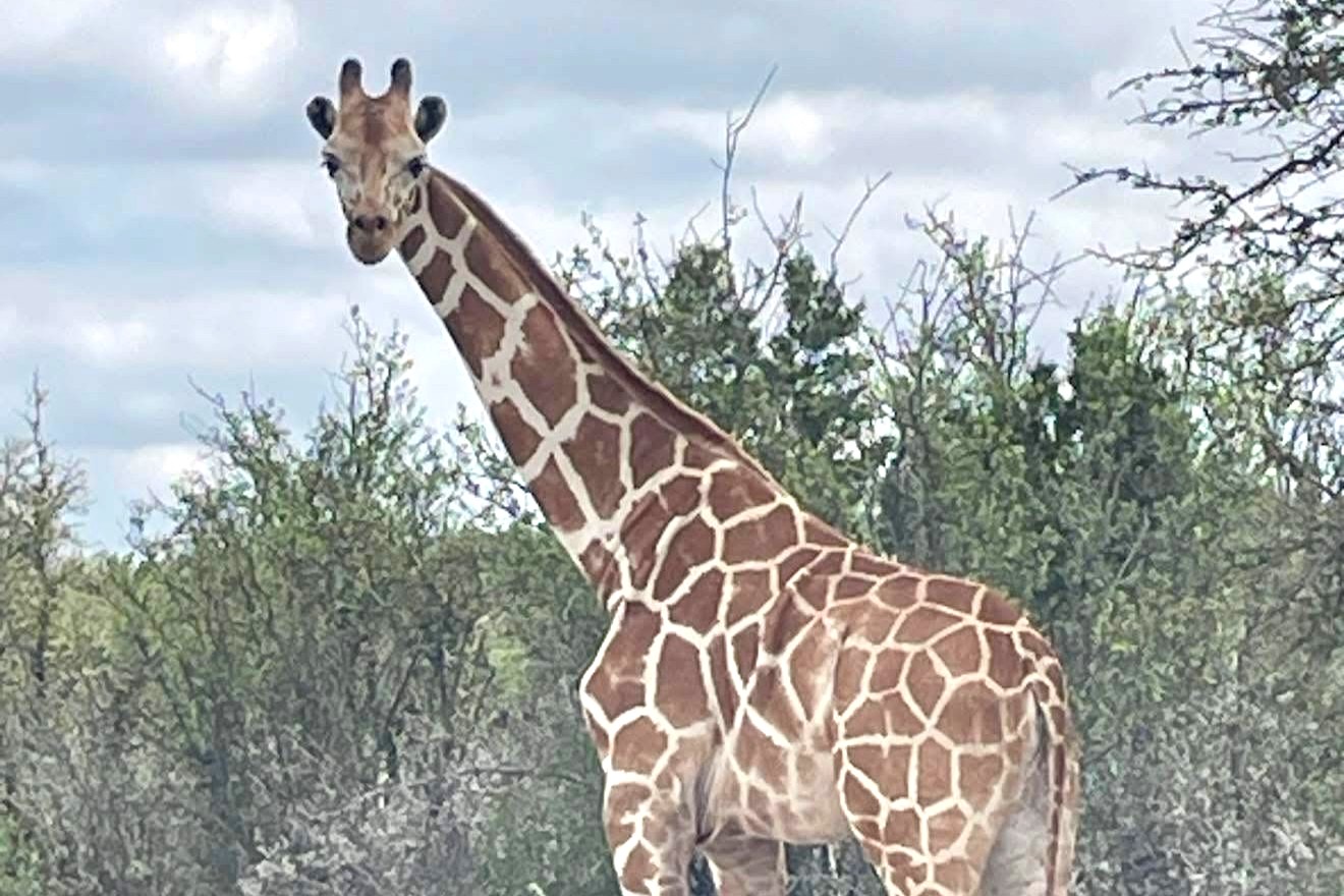 Gracie the giraffe still missing in Texas after key lead falls apart