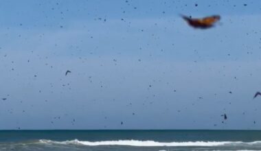 Thousands of butterflies swarm Texas beach near Corpus Christi