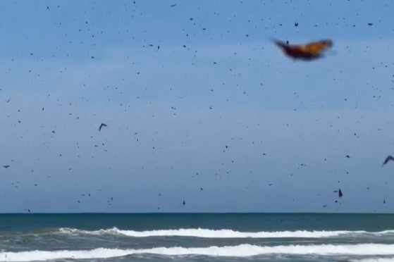 Thousands of butterflies swarm Texas beach near Corpus Christi