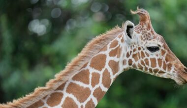 A giraffe named Gracie escaped in Texas. No one can seem to find her.