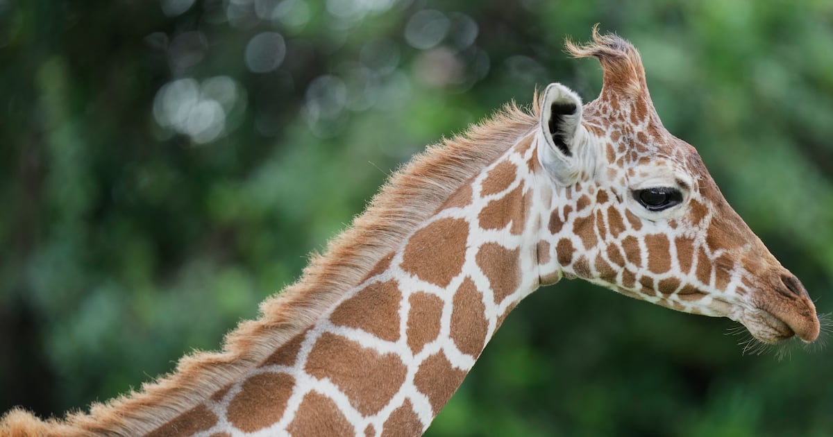 A giraffe named Gracie escaped in Texas. No one can seem to find her.