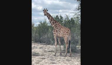 Keep Your Eyes Peeled for Gracie, a Reticulated Giraffe on the Loose in Texas