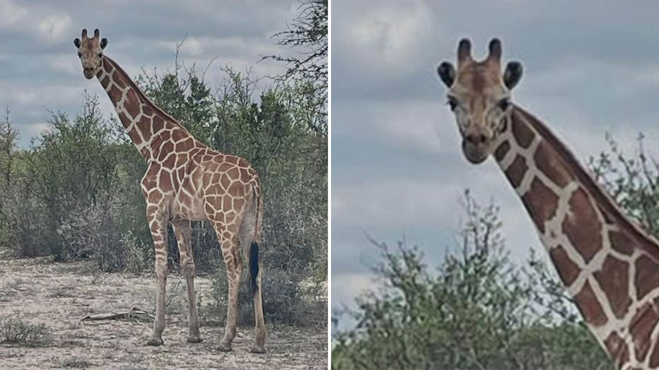 An image of Gracie the giraffe was shared by authorities after the animal went missing June 22, 2026.
