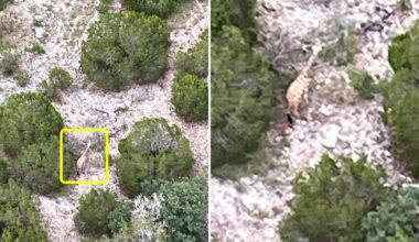 Giraffe missing in Texas found
