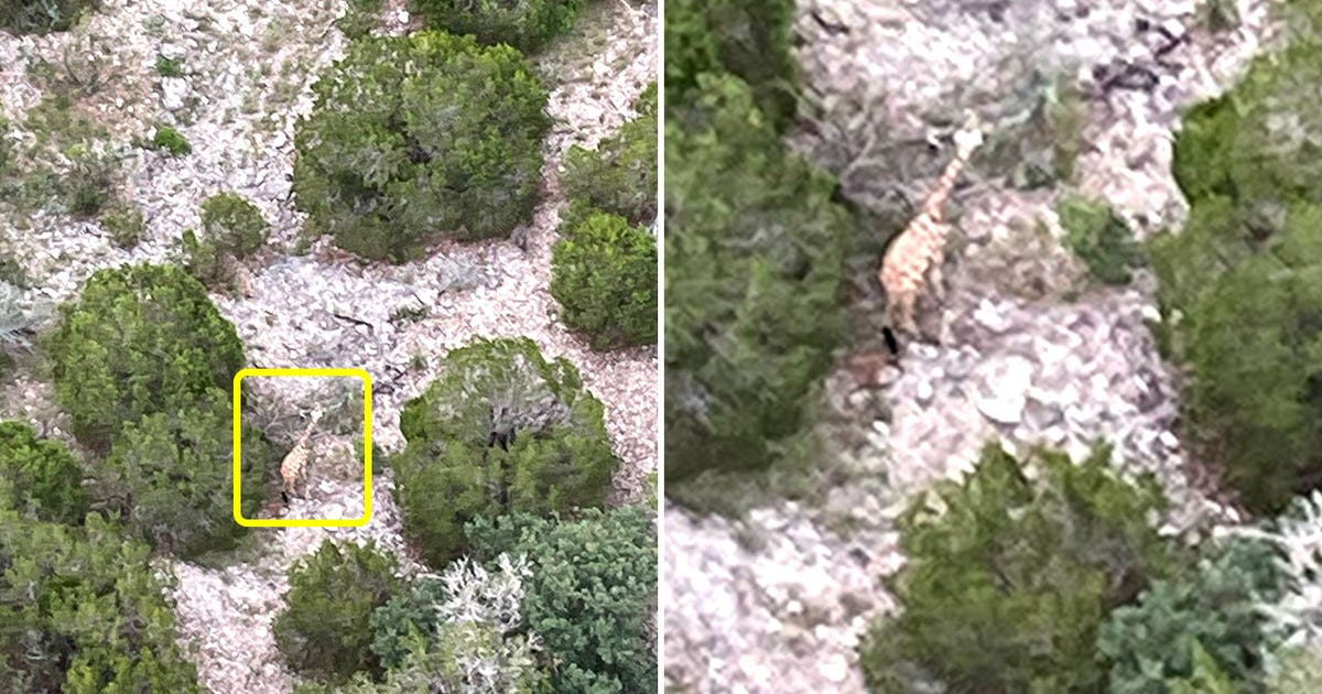 Giraffe missing in Texas found