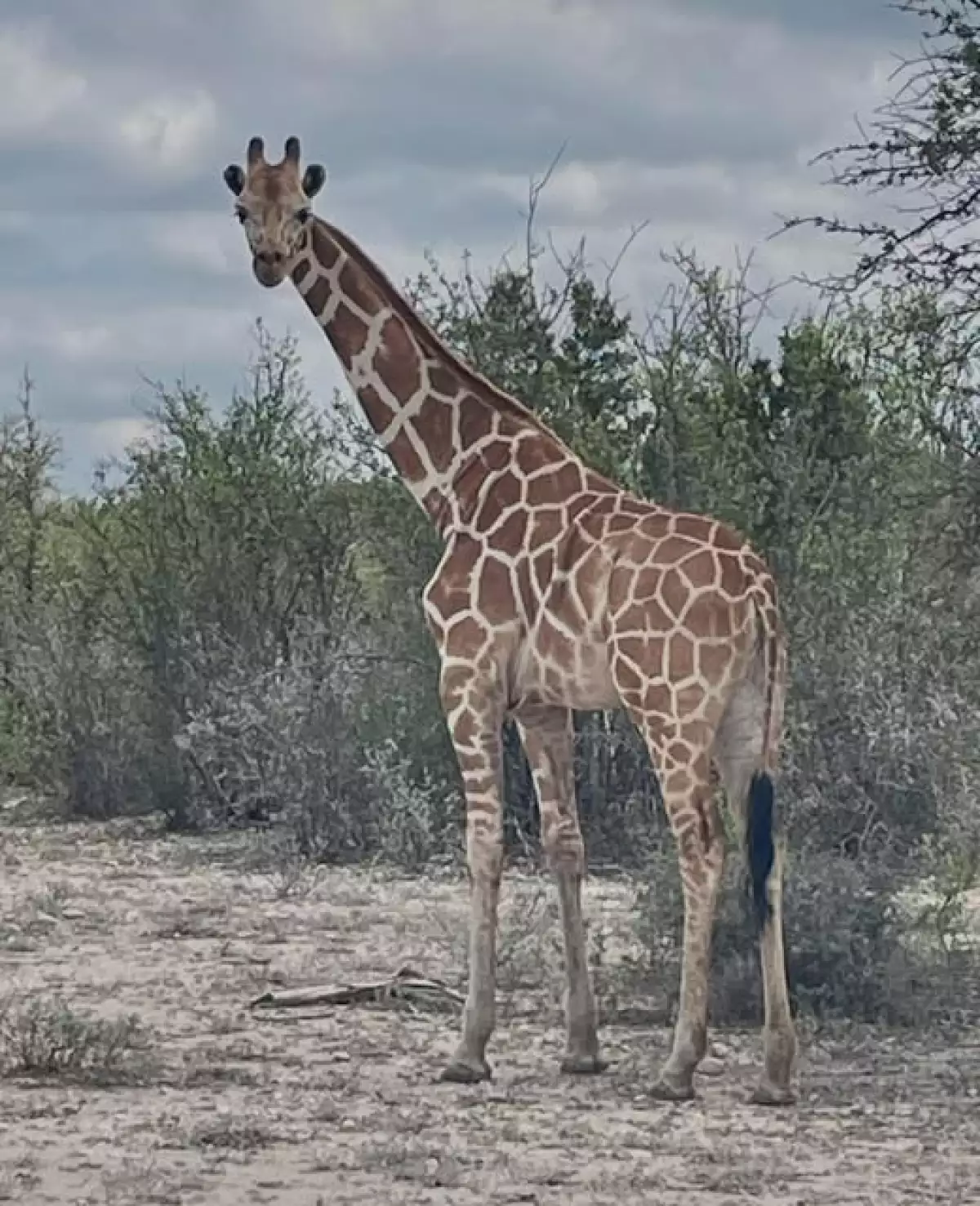 Gracie the Giraffe was found on Friday morning June 26th, 2026