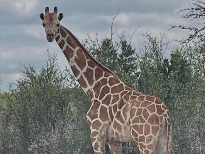 Gracie the Giraffe has been found after two-week search in Texas Hill Country