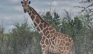 Gracie the Giraffe has been found after two-week search in Texas Hill Country