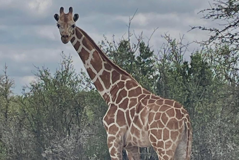Gracie the Giraffe has been found after two-week search in Texas Hill Country