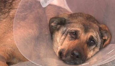 KSAT captures dog rescue on US Highway 281; Hospital staff reports ‘good’ prognosis