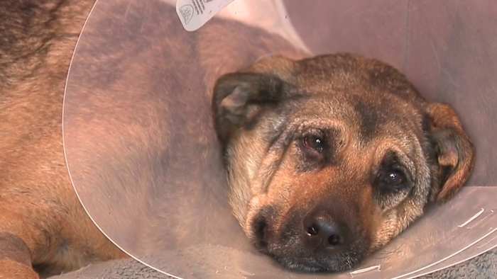 KSAT captures dog rescue on US Highway 281; Hospital staff reports ‘good’ prognosis
