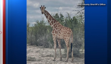 Gracie the Giraffe, who was on the loose in West Texas, found safe, authorities say
