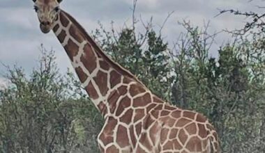 Gracie the Giraffe, who went missing after wandering off a Texas ranch, is finally found