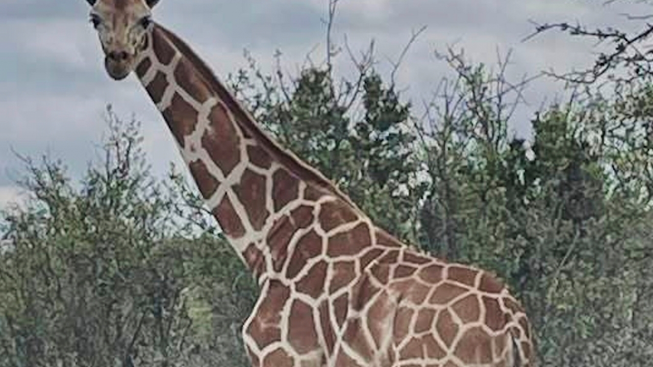 Gracie the Giraffe, who went missing after wandering off a Texas ranch, is finally found