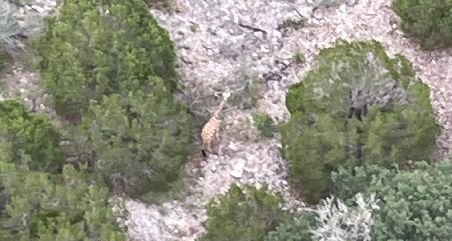Timeline: Everything we know about the Gracie the giraffe search
