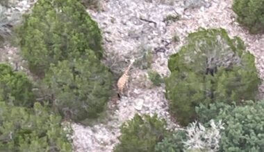 Timeline: Everything we know about the Gracie the giraffe search