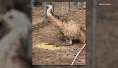 Emu loose after escaping North Texas home