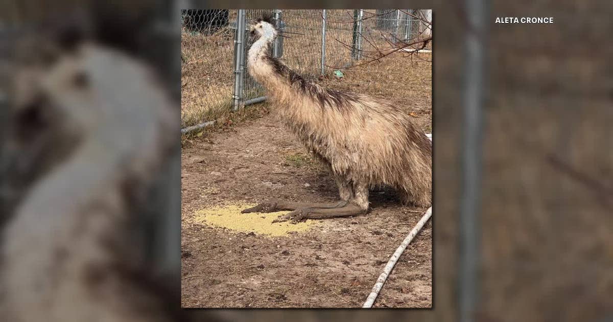 Emu loose after escaping North Texas home