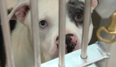 Fort Worth animal shelter reaches critical capacity, moves pets to outdoor enclosures