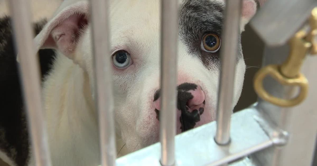 Fort Worth animal shelter reaches critical capacity, moves pets to outdoor enclosures