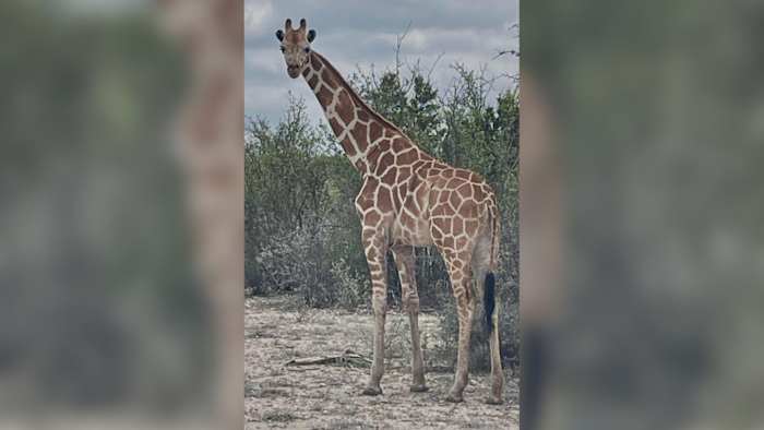 Gracie, a giraffe who was reported missing in Real County, has been located, sheriff’s office says