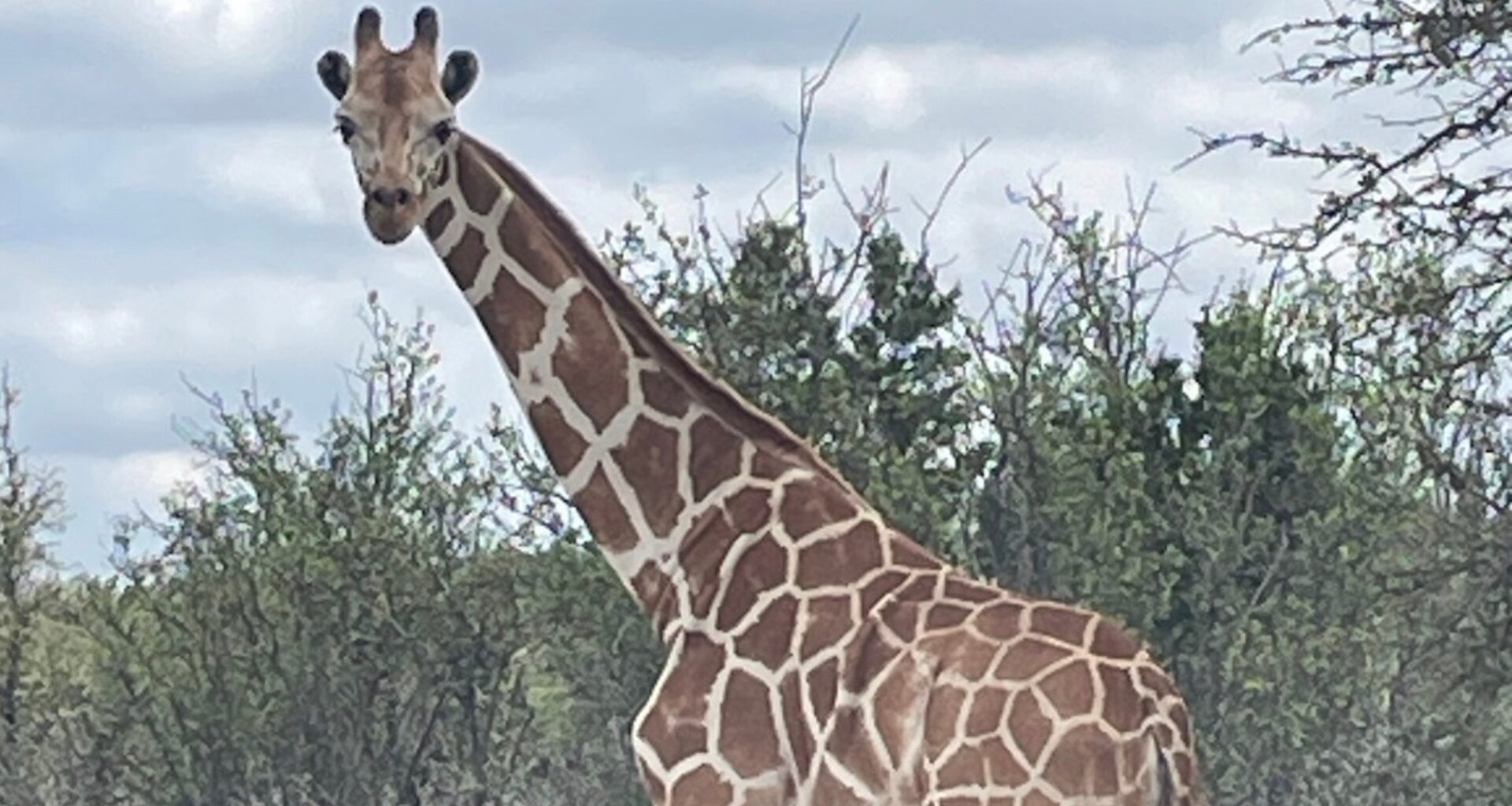 Gracie, the missing San Antonio-area giraffe, found. Here's where
