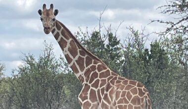 Gracie, the missing San Antonio-area giraffe, found. Here's where