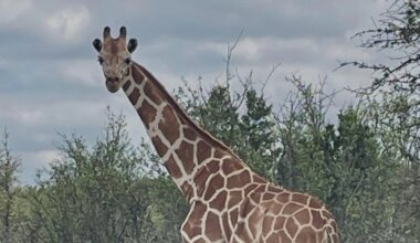 Gracie the missing giraffe is found in Texas after 2-week search