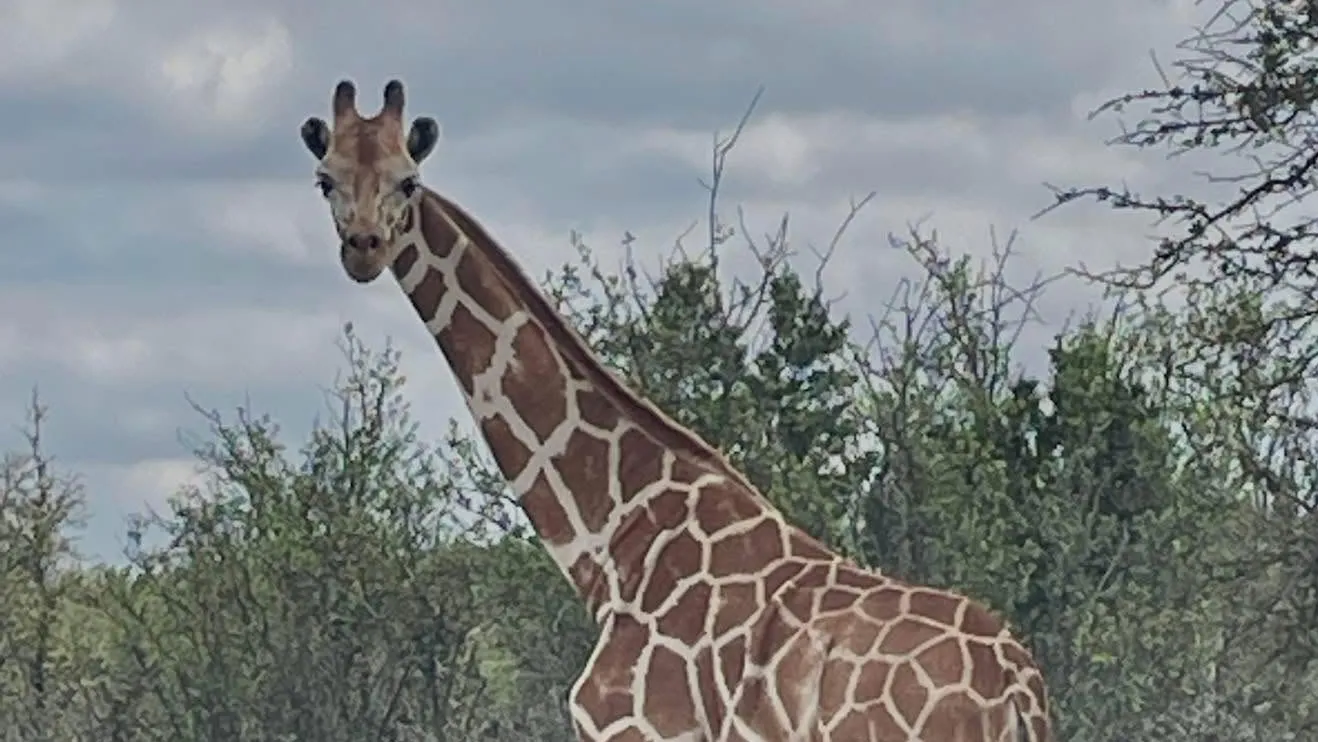 Gracie the missing giraffe is found in Texas after 2-week search