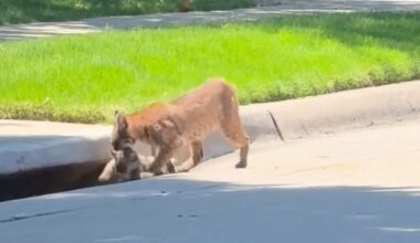 Rare Texas video shows bobcat moving kittens through storm drain