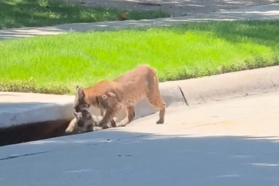 Rare Texas video shows bobcat moving kittens through storm drain