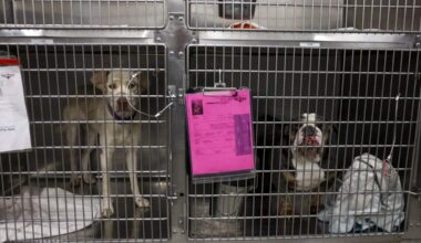 Both animal shelters in Fort Worth are over capacity and urgently need adopters or foster families.