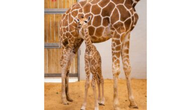 In collaboration with the TODAY Show, the zoo hosted a contest to determine whether the calf should be named Honey, Kumi or Iris. The winning name, announced on June 27, was Kumi.