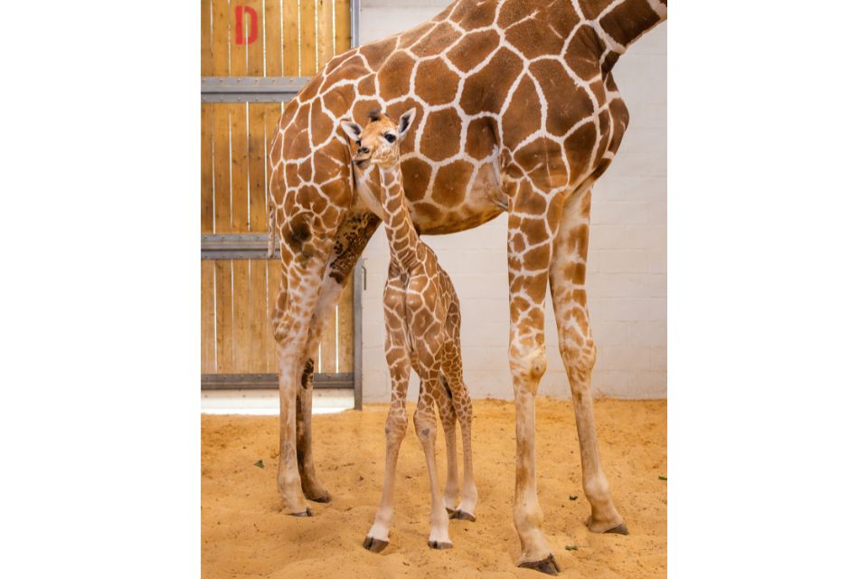 In collaboration with the TODAY Show, the zoo hosted a contest to determine whether the calf should be named Honey, Kumi or Iris. The winning name, announced on June 27, was Kumi.